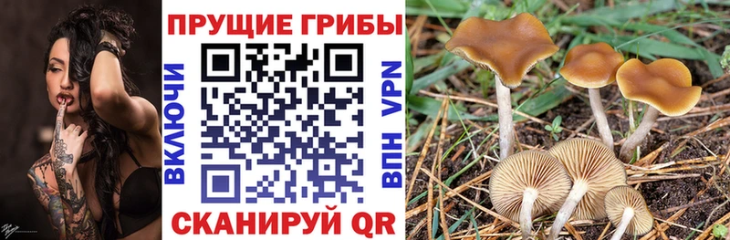 Галлюциногенные грибы Psilocybine cubensis  купить наркоту  Тавда 